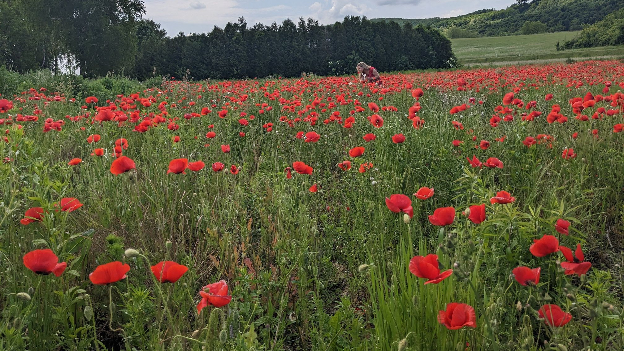 Pipacsmező - Alsónemesapáti