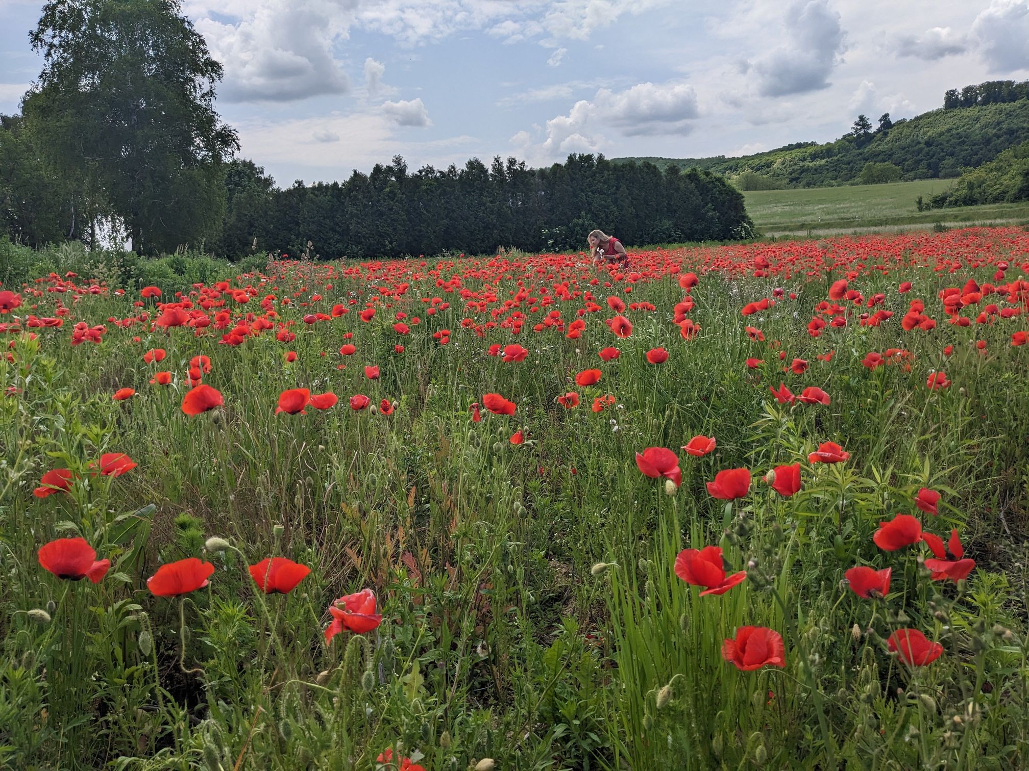 Alsónemesapáti - poppy field